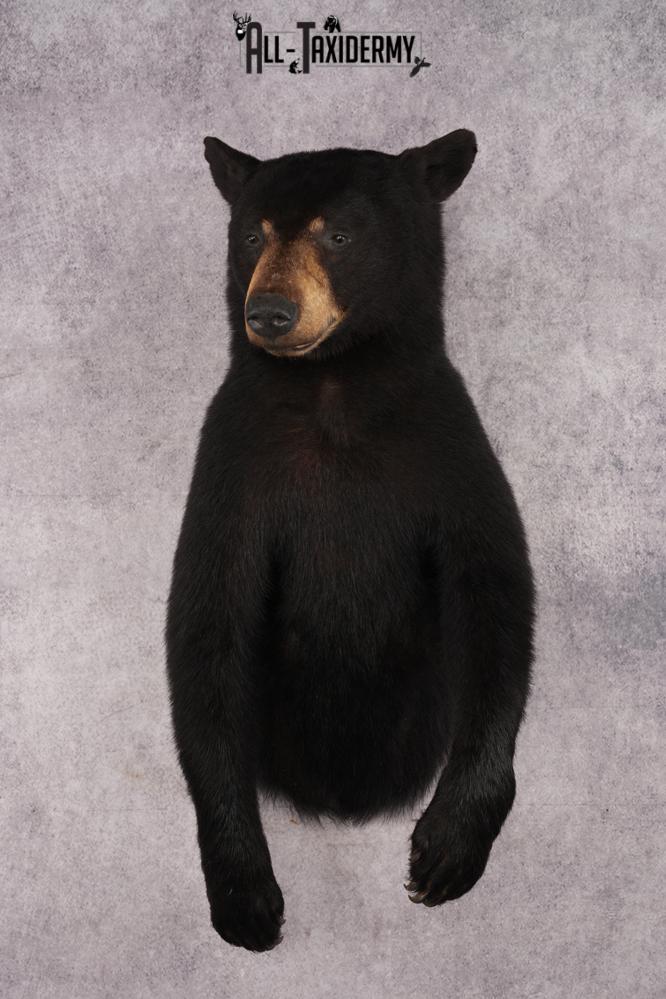 Half Body Black Bear SKU 2973
