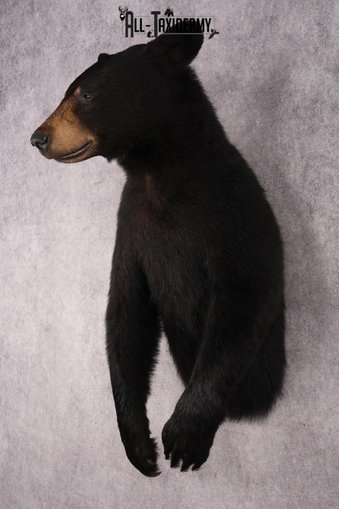 Half Body Black Bear SKU 2973 - Image 8