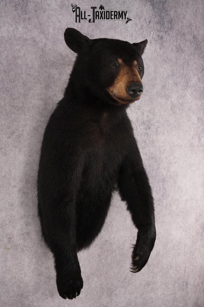 Half Body Black Bear SKU 2973 - Image 6