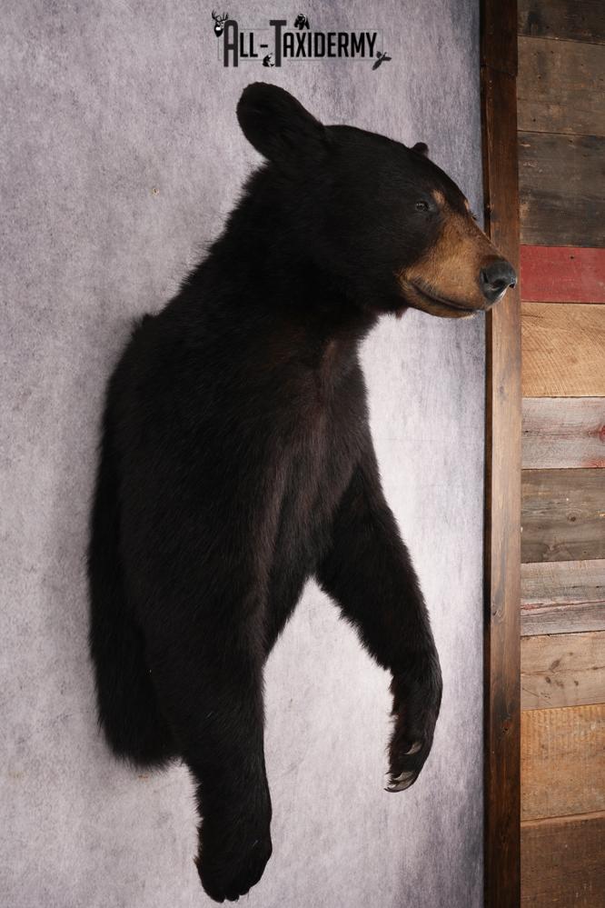 Half Body Black Bear SKU 2973 - Image 5