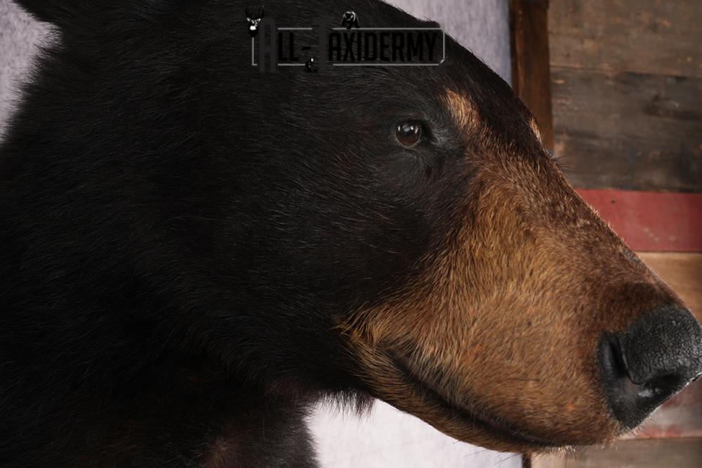 Half Body Black Bear SKU 2973 - Image 4