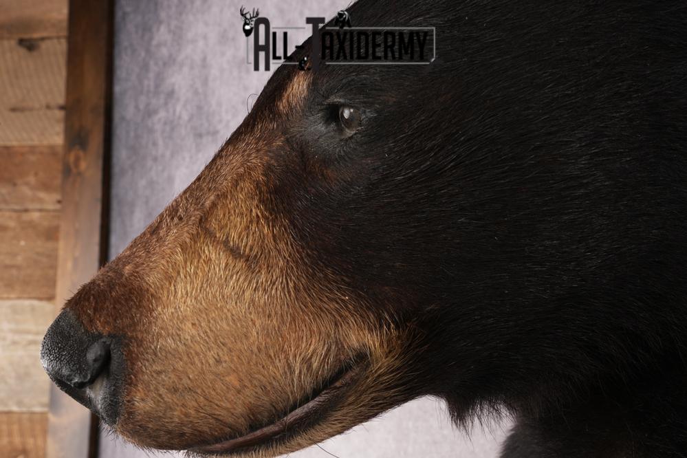 Half Body Black Bear SKU 2973 - Image 3