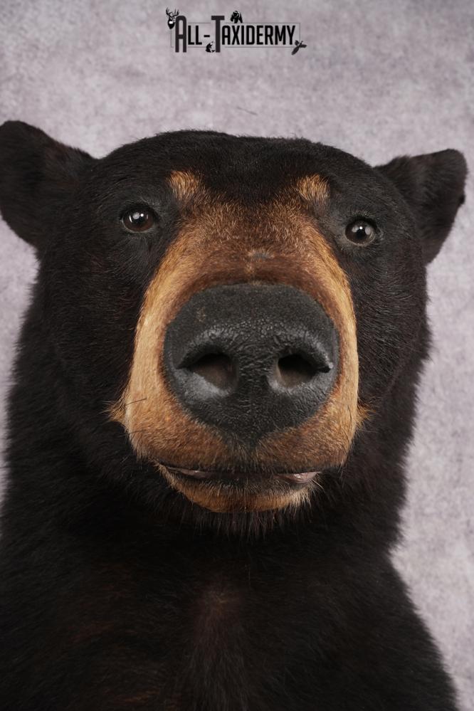 Half Body Black Bear SKU 2973 - Image 2