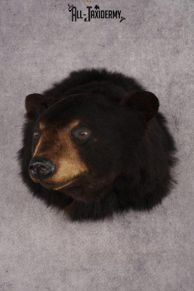 Black Bear Shoulder Mount SKU 2940