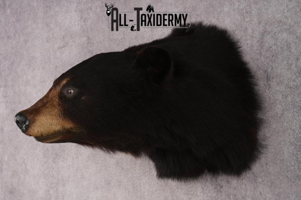 Black Bear Shoulder Mount SKU 2940 - Image 8