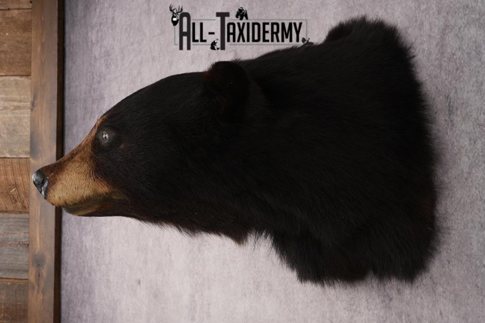 Black Bear Shoulder Mount SKU 2940 - Image 7