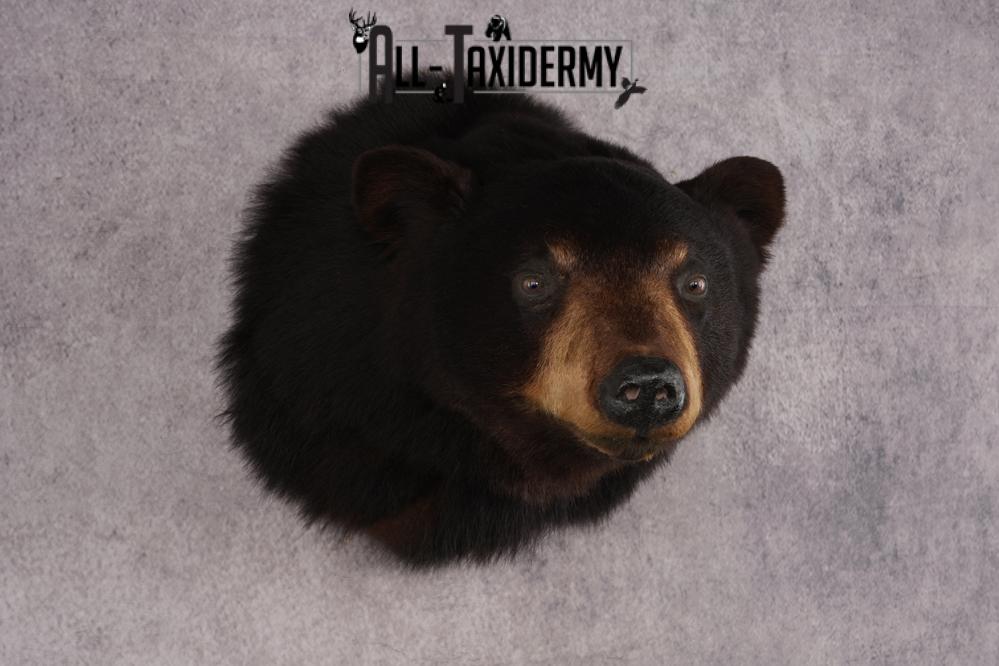 Black Bear Shoulder Mount SKU 2940 - Image 6