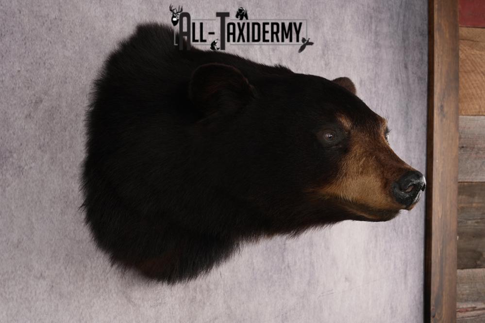 Black Bear Shoulder Mount SKU 2940 - Image 5