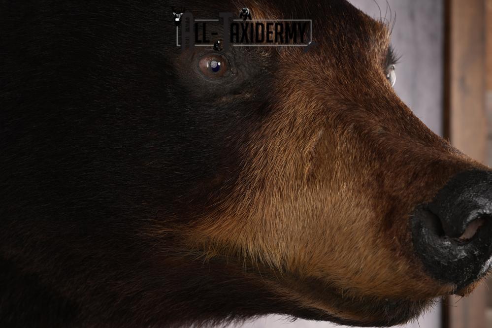 Black Bear Shoulder Mount SKU 2940 - Image 4