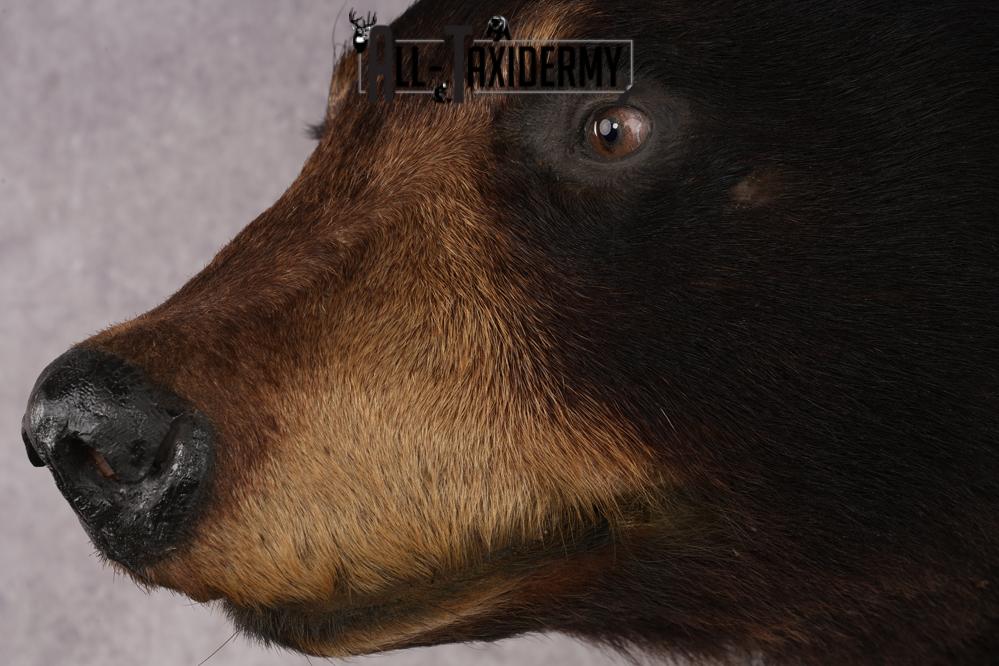 Black Bear Shoulder Mount SKU 2940 - Image 3