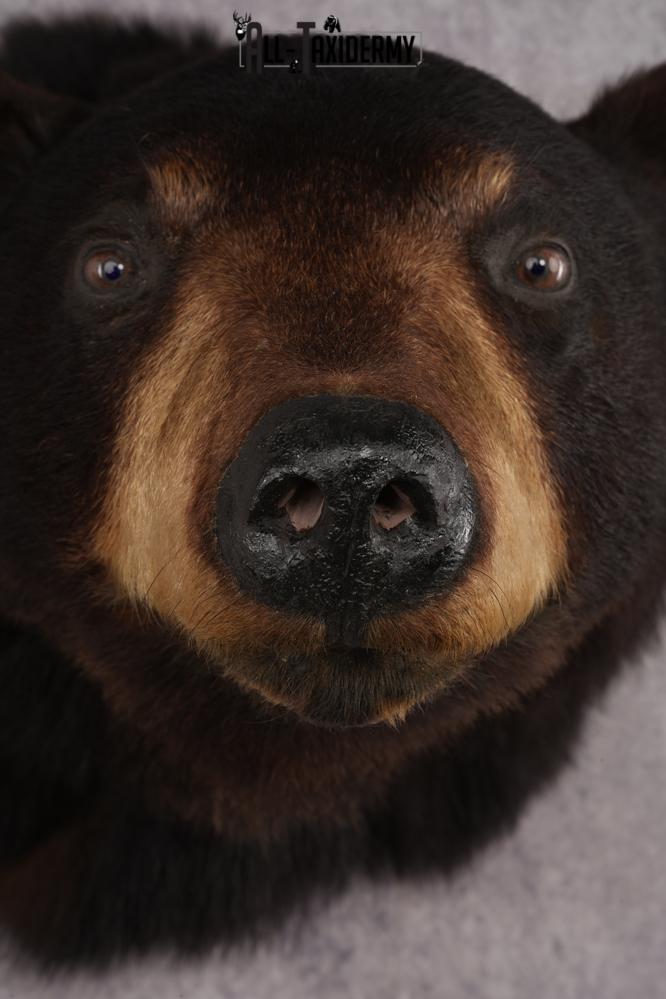 Black Bear Shoulder Mount SKU 2940 - Image 2