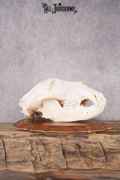 Grizzly Bear Skull SKU 2866