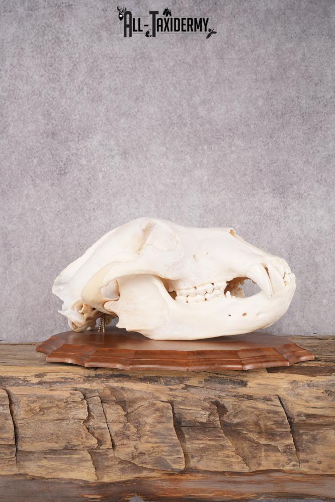 Grizzly Bear Skull SKU 2866