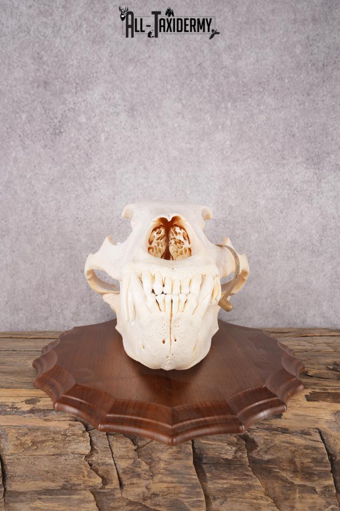 Grizzly Bear Skull SKU 2866 - Image 8