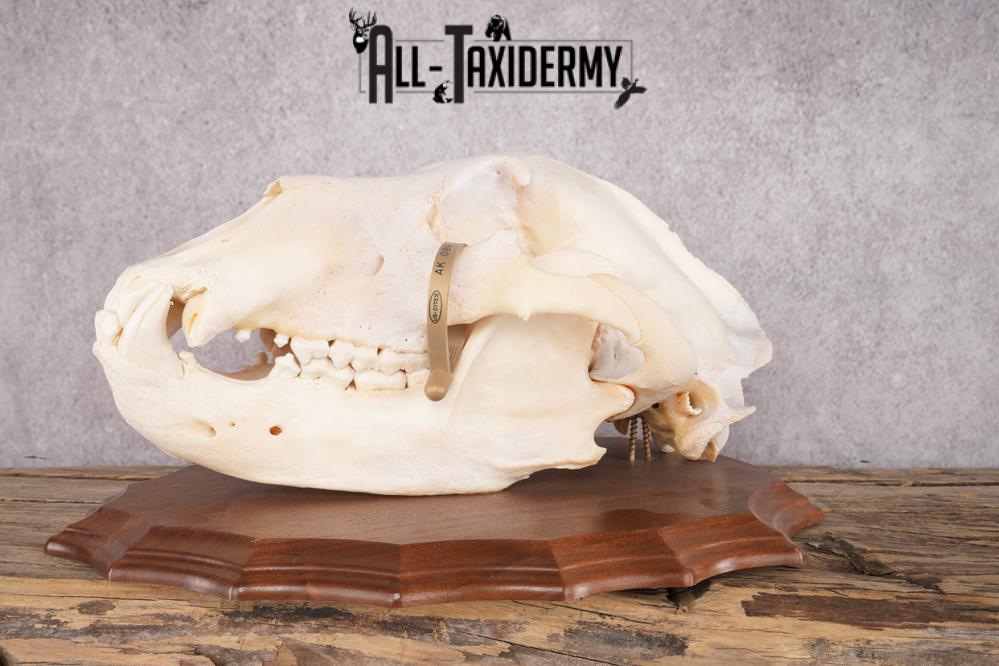 Grizzly Bear Skull SKU 2866 - Image 7