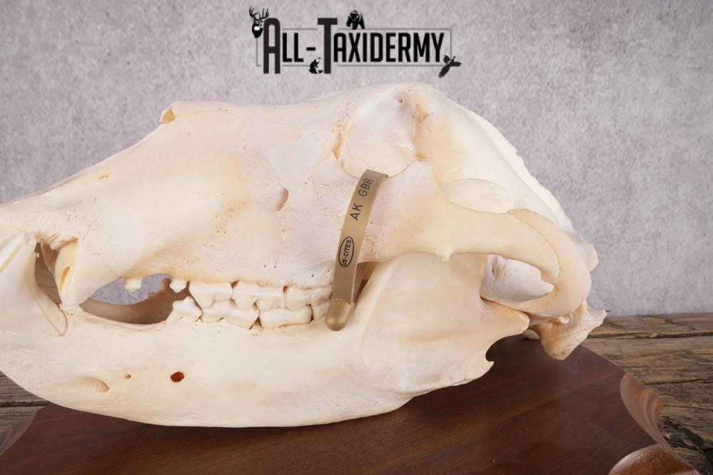 Grizzly Bear Skull SKU 2866 - Image 6