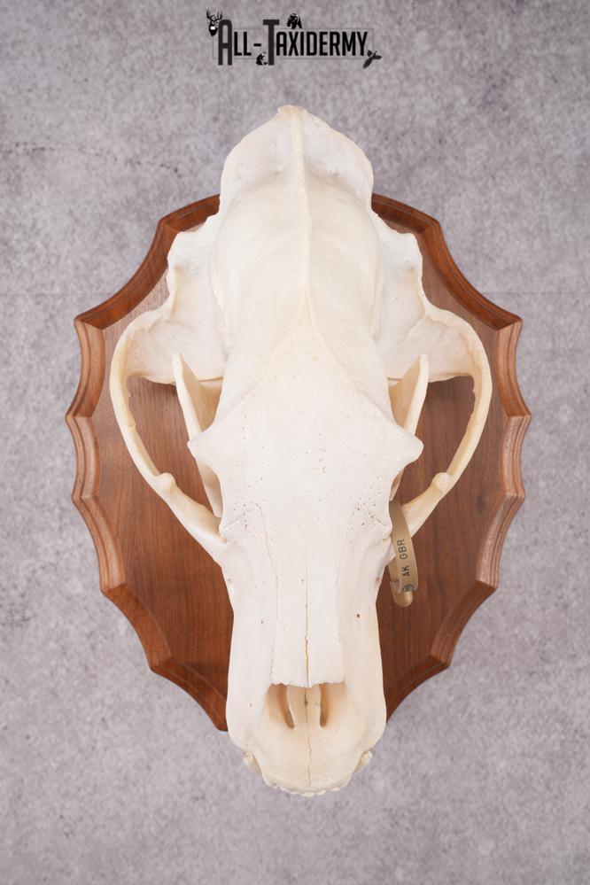 Grizzly Bear Skull SKU 2866 - Image 4