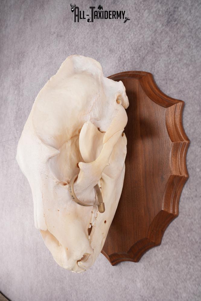 Grizzly Bear Skull SKU 2866 - Image 3