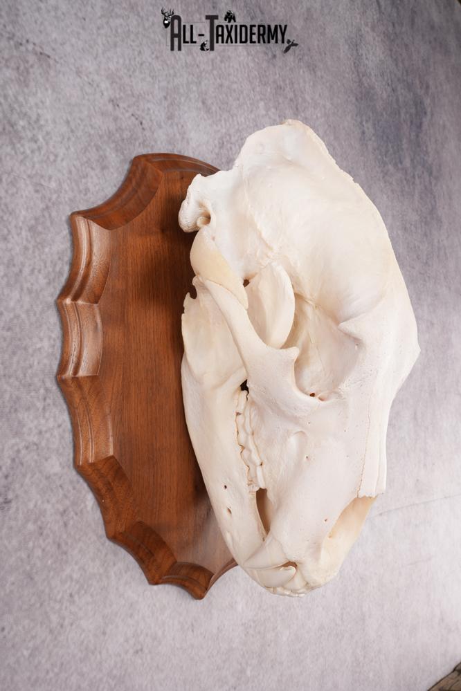 Grizzly Bear Skull SKU 2866 - Image 2