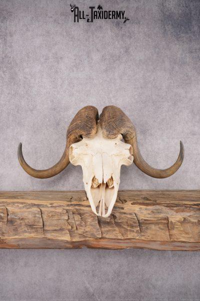 Musk Ox Skull SKU 2869