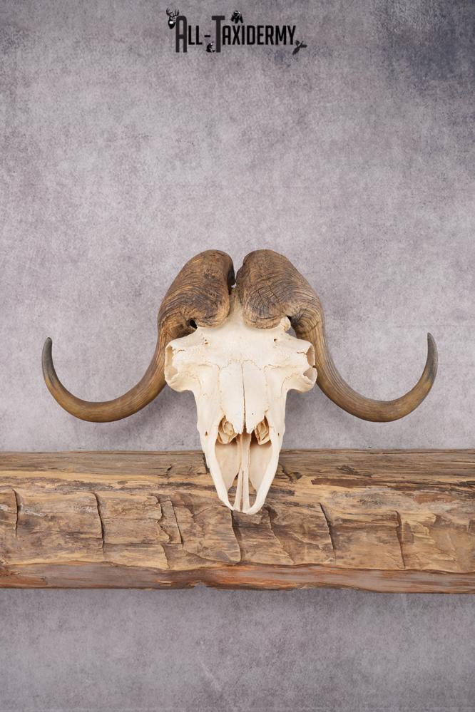 Musk Ox Skull SKU 2869