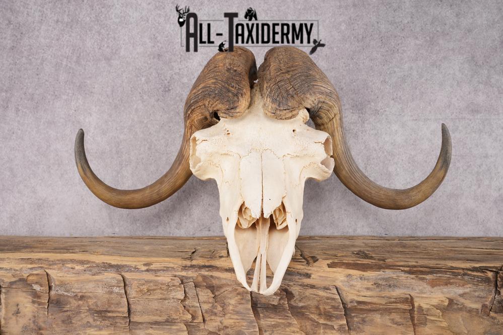Musk Ox Skull SKU 2869 - Image 4