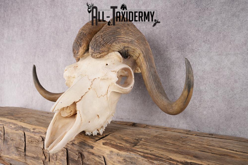 Musk Ox Skull SKU 2869 - Image 3
