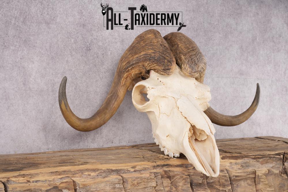 Musk Ox Skull SKU 2869 - Image 2