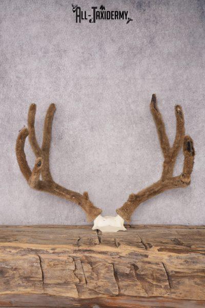 Mule Deer Velvet Antler SKU 2871