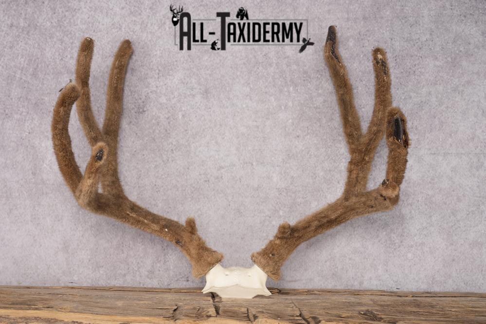 Mule Deer Velvet Antler SKU 2871 - Image 5