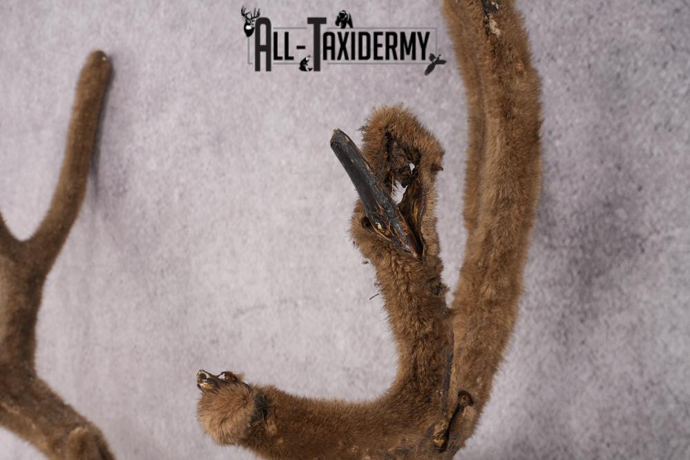 Mule Deer Velvet Antler SKU 2871 - Image 4