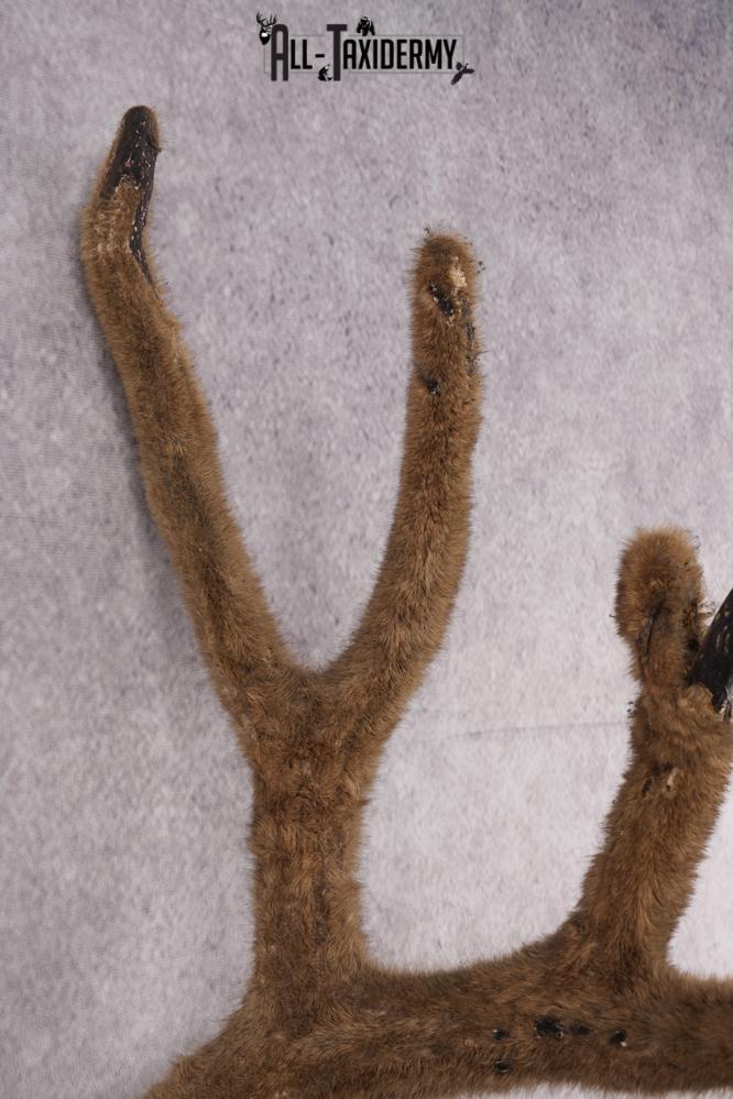 Mule Deer Velvet Antler SKU 2871 - Image 3