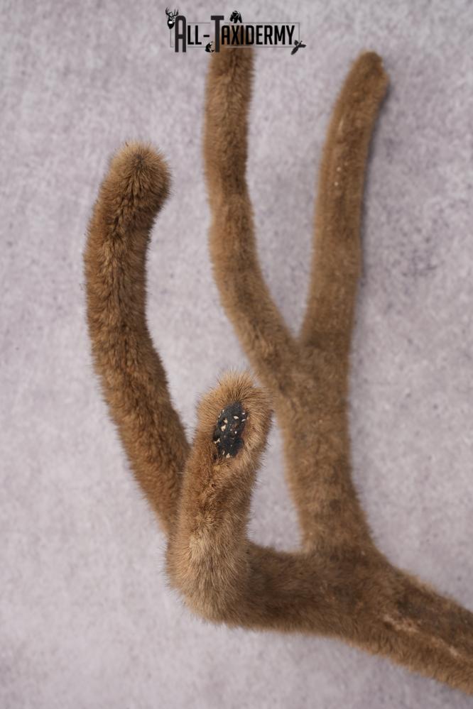 Mule Deer Velvet Antler SKU 2871 - Image 2