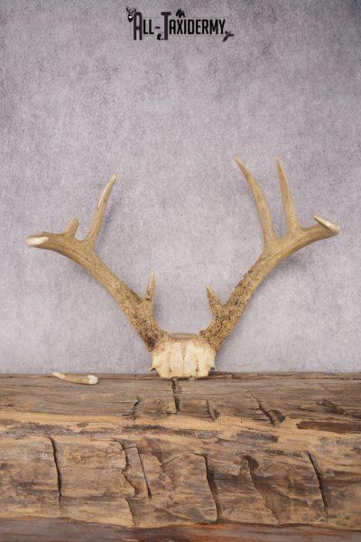 Whitetail Skull Plate SKU 2837