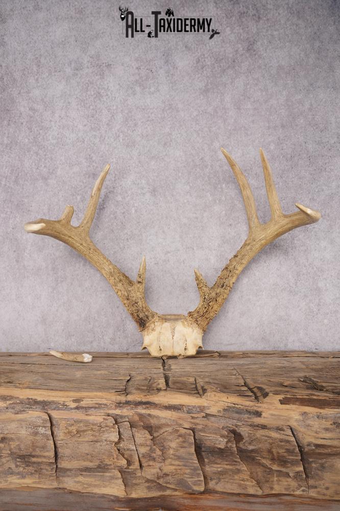 Whitetail Skull Plate SKU 2837