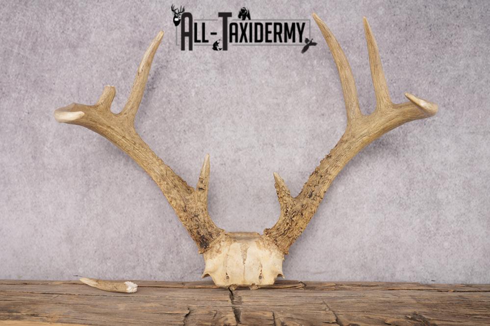 Whitetail Skull Plate SKU 2837 - Image 5