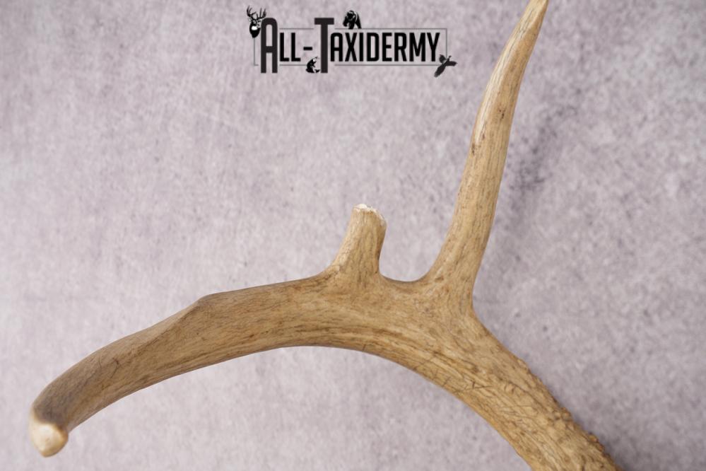 Whitetail Skull Plate SKU 2837 - Image 4