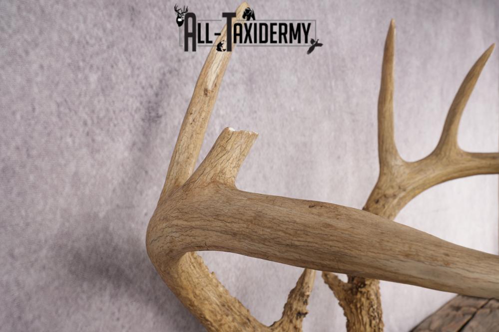 Whitetail Skull Plate SKU 2837 - Image 3