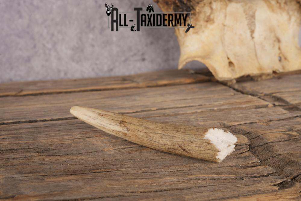 Whitetail Skull Plate SKU 2837 - Image 2