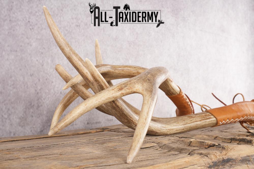 Mule Deer Antler Rattlers SKU 2868 - Image 2