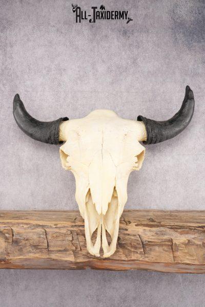 Bison Skull SKU 2872