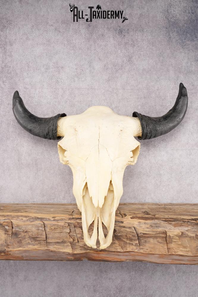 Bison Skull SKU 2872