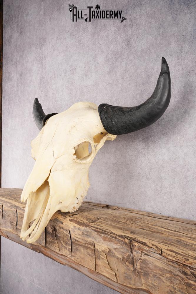 Bison Skull SKU 2872 - Image 6