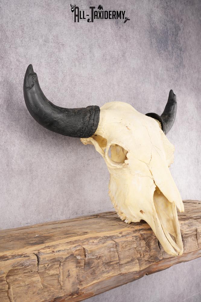 Bison Skull SKU 2872 - Image 5
