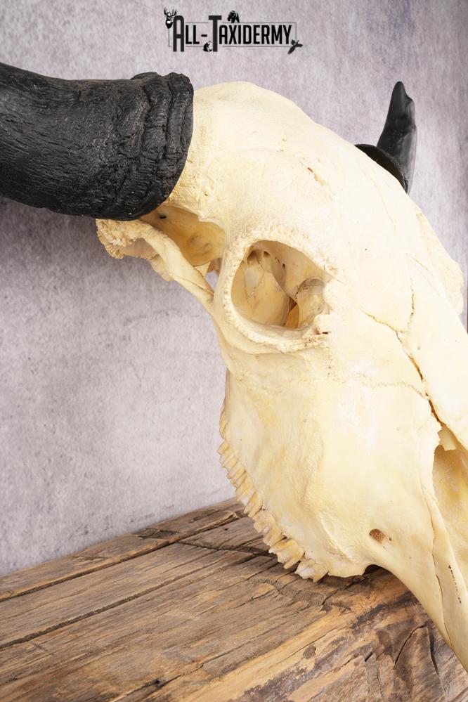 Bison Skull SKU 2872 - Image 4