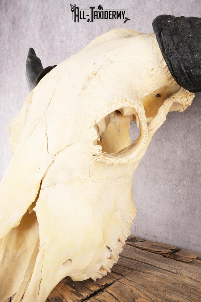 Bison Skull SKU 2872 - Image 3