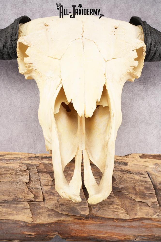 Bison Skull SKU 2872 - Image 2