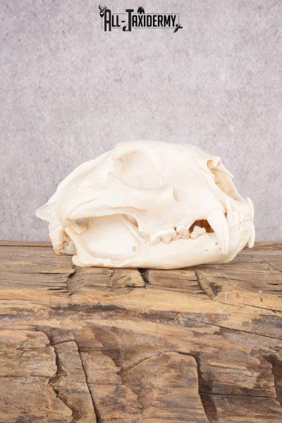 Cougar Skull SKU 2865
