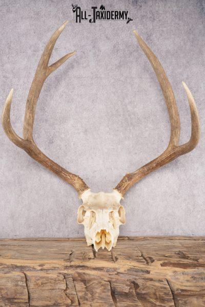 Mule Deer Skull SKU 2851