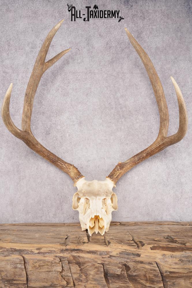 Mule Deer Skull SKU 2851